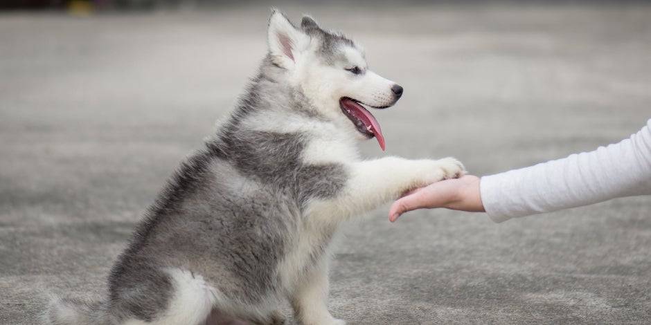 como educar a un husky - Cómo educar a un husky siberiano de forma adecuada