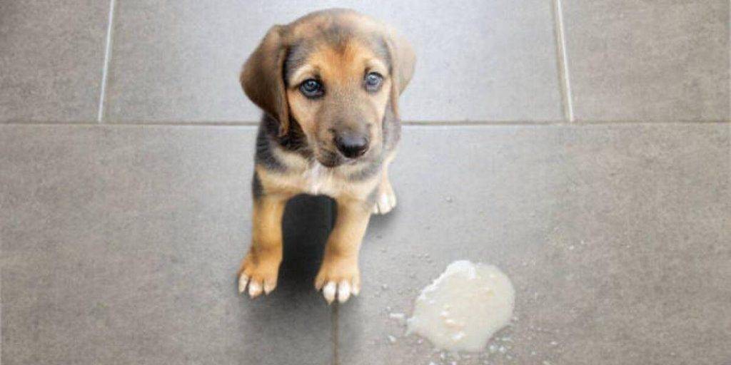 como eliminar las flemas en los perros - Cómo aliviar la tos y flemas en perros con remedios caseros