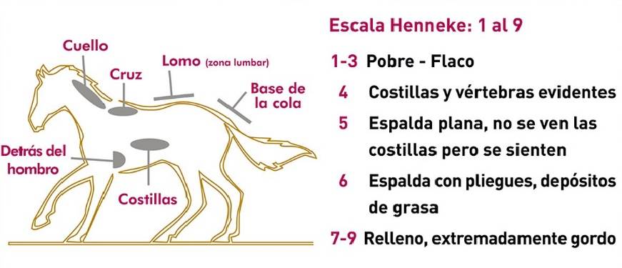 como engordar a un caballo 1 - Cómo puedo aumentar de peso a un caballo de forma saludable