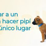 Cómo enseñar a tu perro a no orinar dentro de casa