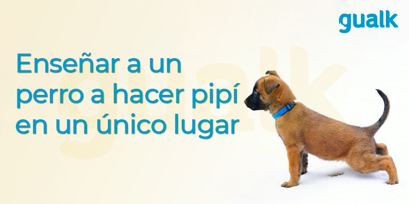 como ensenar a un cachorro a no mearse en casa - Cómo enseñar a tu perro a no orinar dentro de casa