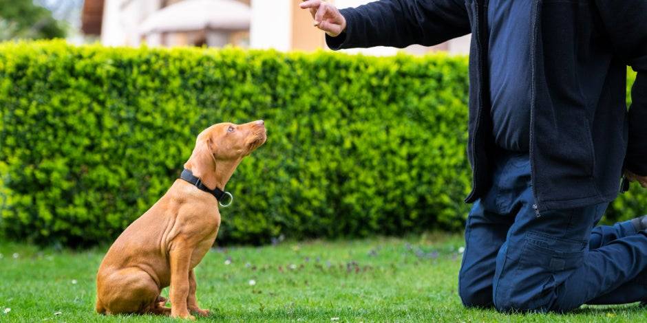 como ensenar a un cachorro - Cuál es la mejor forma de educar a un cachorro