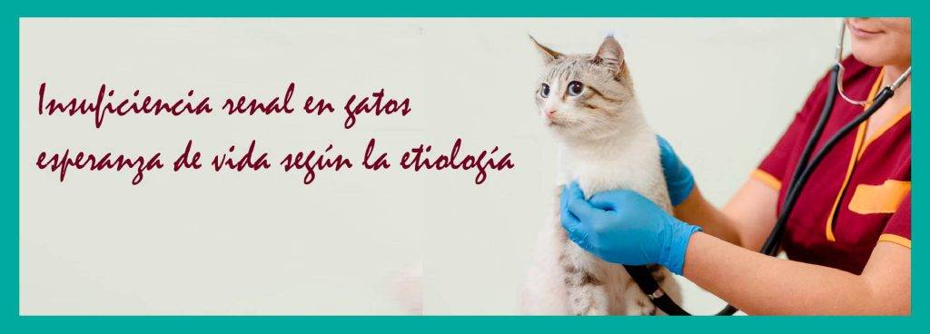 como es la muerte por insuficiencia renal en gatos - Cuánto vive un gato con insuficiencia renal y cuándo sacrificarlo