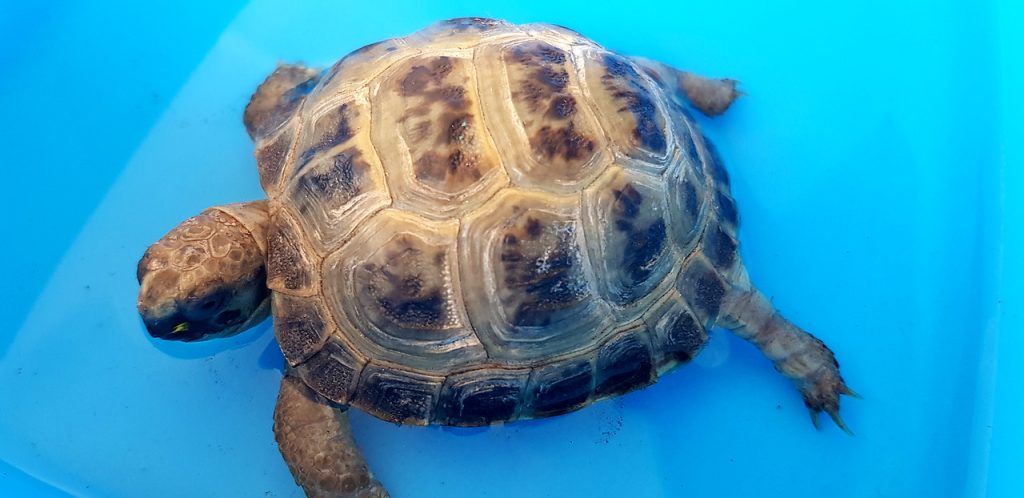 como evitar el piramidismo en tortugas - Cómo prevenir el piramidismo en las tortugas de tierra