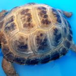 Cómo prevenir el piramidismo en las tortugas de tierra