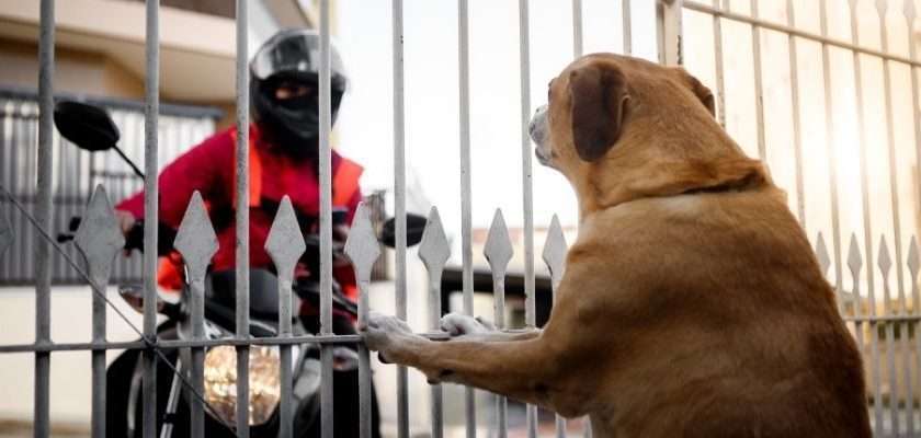 como evitar perro ladre 1 - Cómo puedo controlar los ladridos excesivos de mi perro