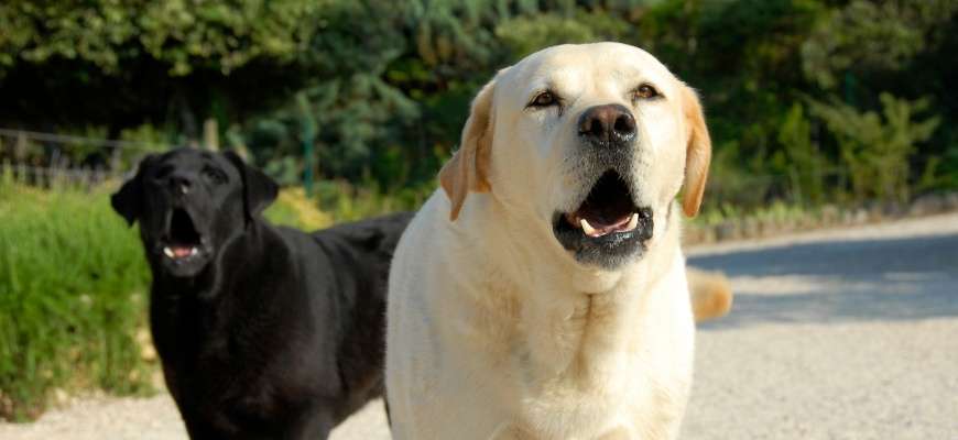 como evitar que mi perro ladre a los vecinos - Por qué mi perro ladra a los vecinos y cómo evitarlo