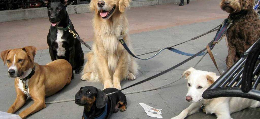 como evitar que mi perro tire de la correa 1 - Cómo evitar que tu perro tire de la correa al pasear