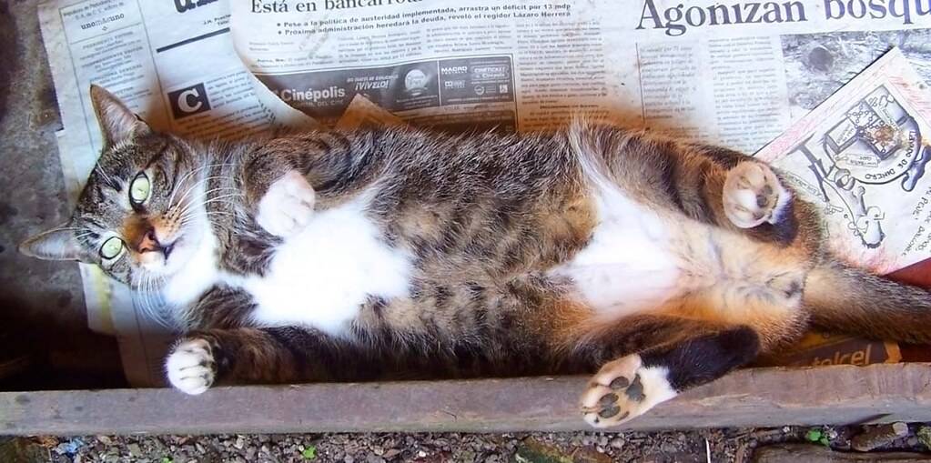 como gato panza arriba - Por qué algunos gatos prefieren dormir boca arriba