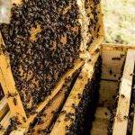 Cuál es el proceso para construir una colmena de abejas