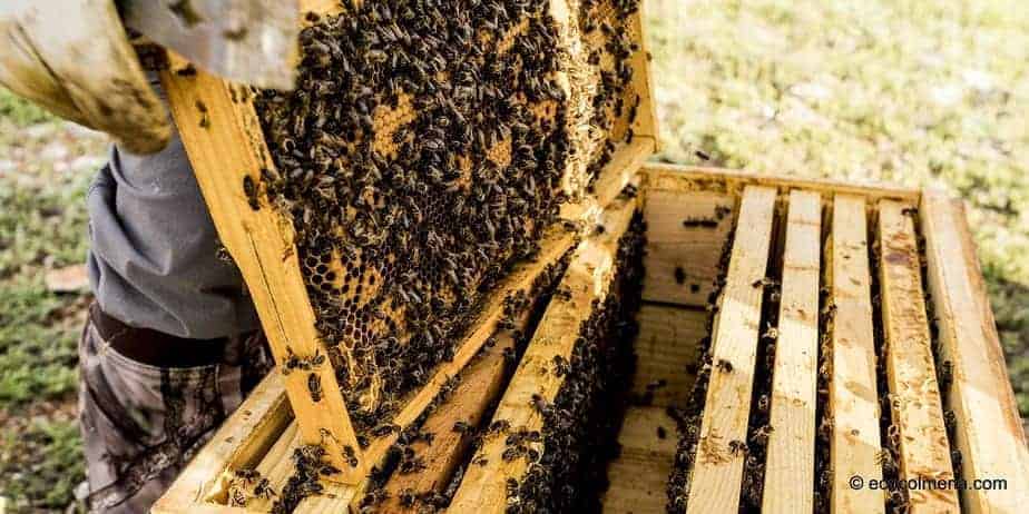 como hacer colmenas de abejas - Cuál es el proceso para construir una colmena de abejas