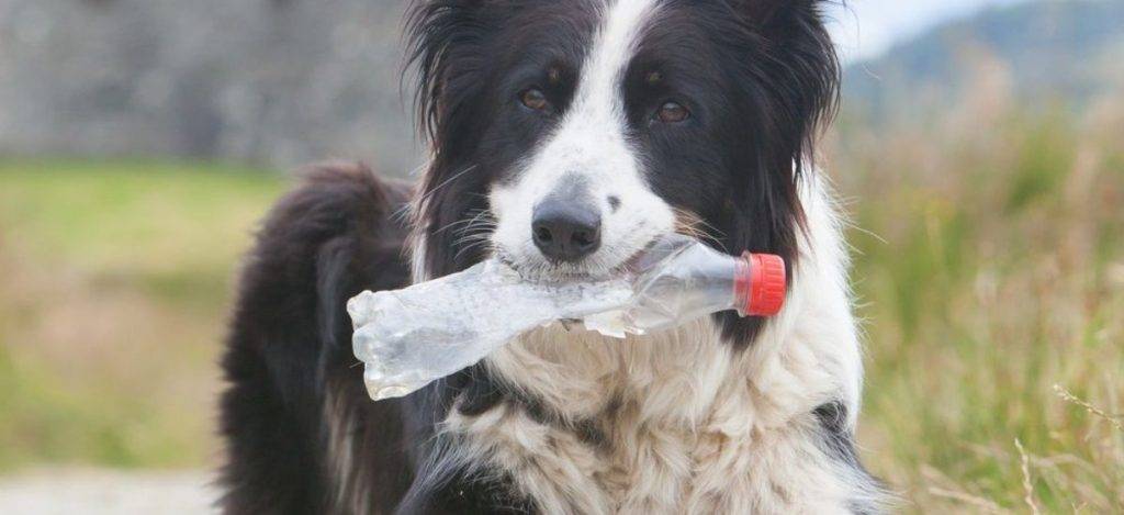 como hacer juguetes para perros - Sabes cuáles son los mejores juguetes caseros para perros