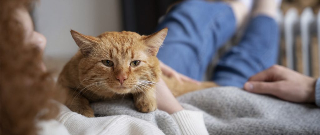 como hacer para que el gato deje de marcar territorio - Cómo prevenir que los gatos marquen territorio en casa