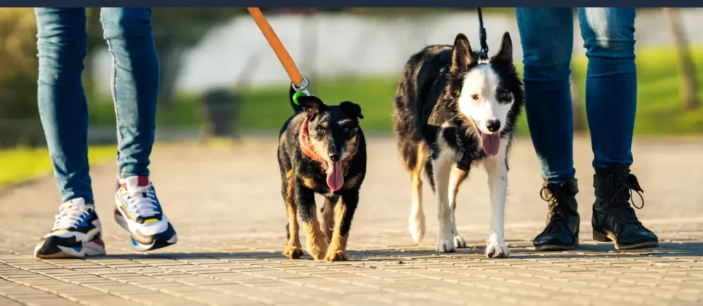 como hacer que mi perro ignore a otros perros - Entrenar perro para ignorar a otros y mantener la calma