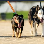 Entrenar perro para ignorar a otros y mantener la calma