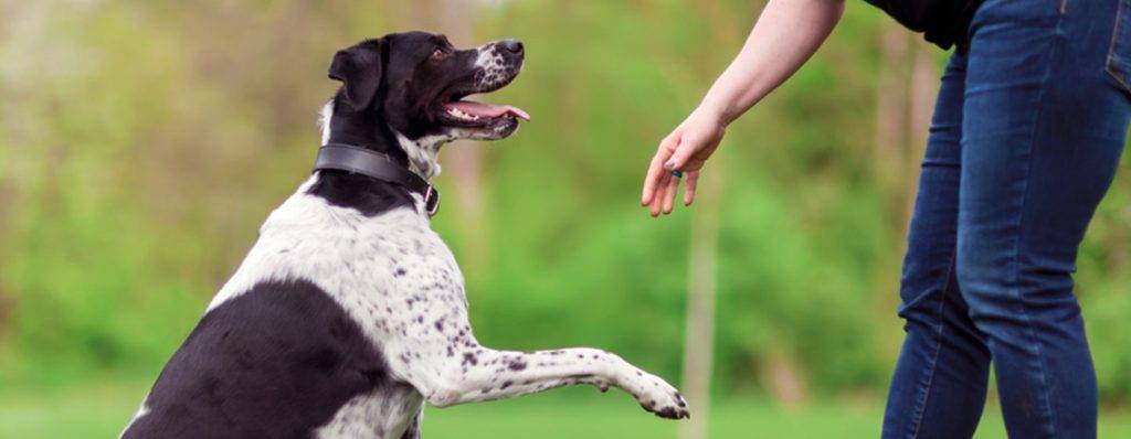 como hacer que mi perro me quiera - Mejora la relación con tu perro: fortalece el vínculo