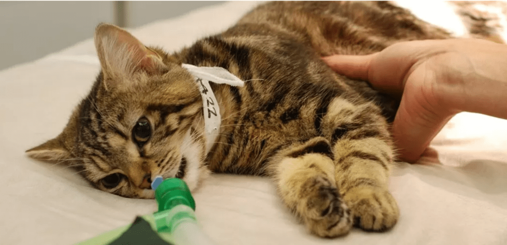 como hacer vomitar a un gato - Cómo provocar el vómito de forma segura en gatos en casa