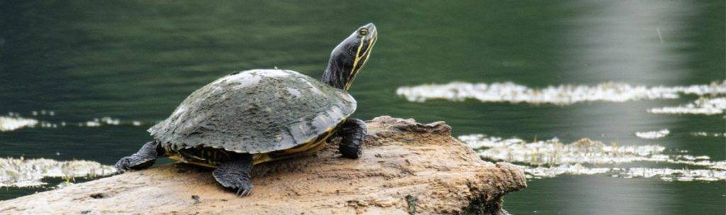 como hibernan las tortugas - Cómo hibernan las tortugas y por qué dejan de comer