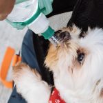 Cómo hacer suero casero para perros deshidratados