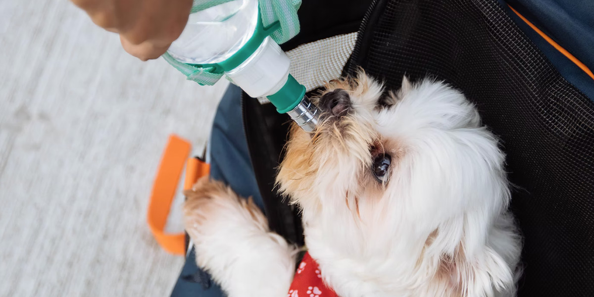 Cómo hacer suero casero para perros deshidratados