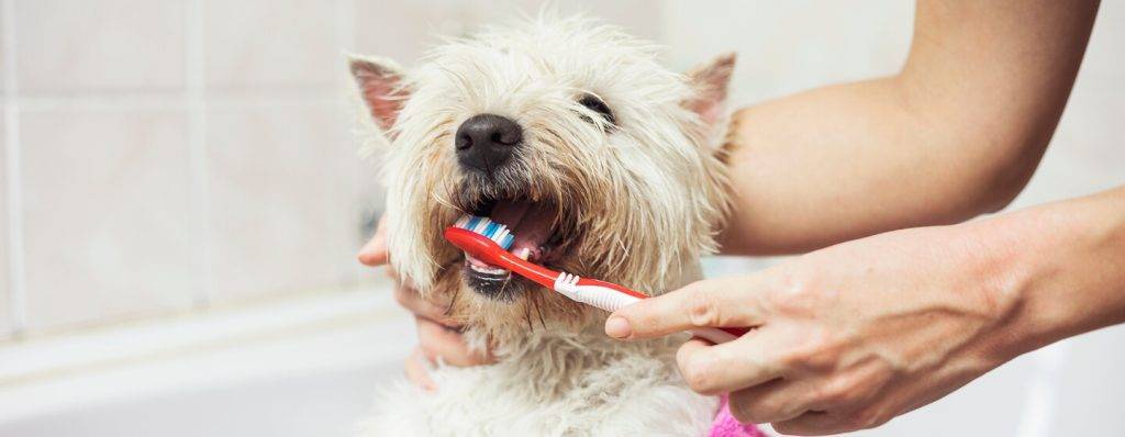 como lavar dientes perro - Cómo puedo limpiar los dientes de mi perro de forma casera