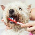 Cómo puedo limpiar los dientes de mi perro de forma casera