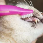 Cómo limpiar los dientes de tu gato de forma eficaz