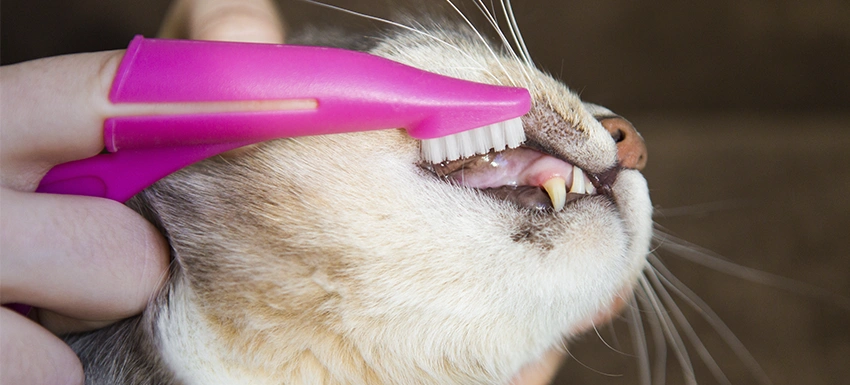 como limpiar los dientes a un gato - Cómo limpiar los dientes de tu gato de forma eficaz