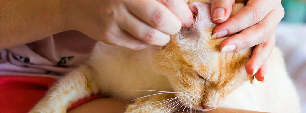 como limpiar los oidos a un gato - Cómo se debe limpiar correctamente las orejas de un gato