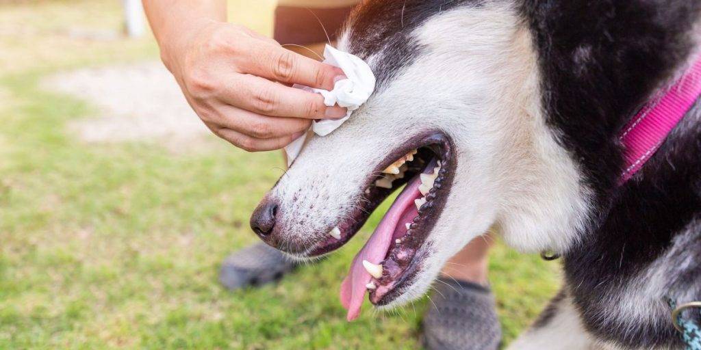 como limpiar los ojos a un perro - Cómo limpiar los ojos de tu perro de manera segura en casa