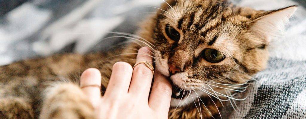 como marcan los gatos - Por qué los gatos marcan su territorio y cómo lo hacen