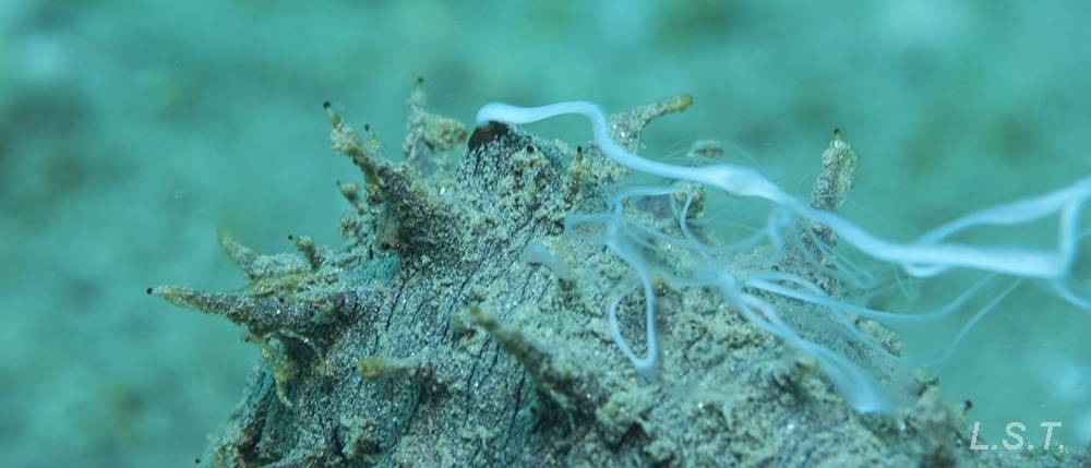 como nace la estrella de mar - Cuál es el proceso de reproducción de las estrellas de mar