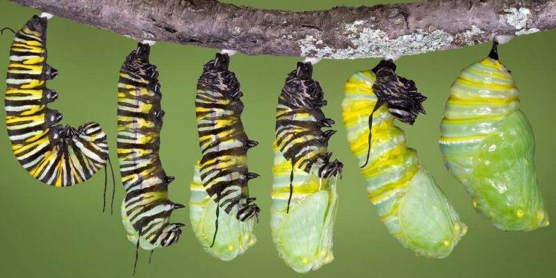 como nace la mariposa - Cómo nacen las mariposas y cuál es su proceso de reproducción