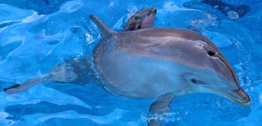 como nace un delfin - Cuál es el proceso de reproducción y nacimiento de los delfines