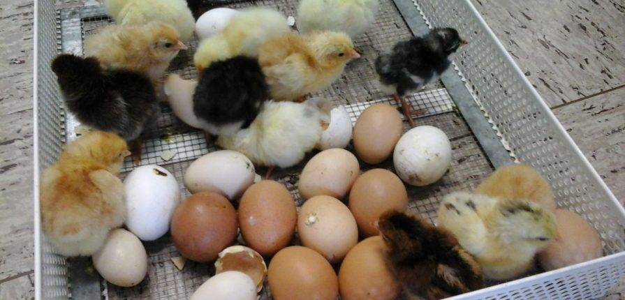 como nace un pollito - Cómo se produce el nacimiento de los pollitos