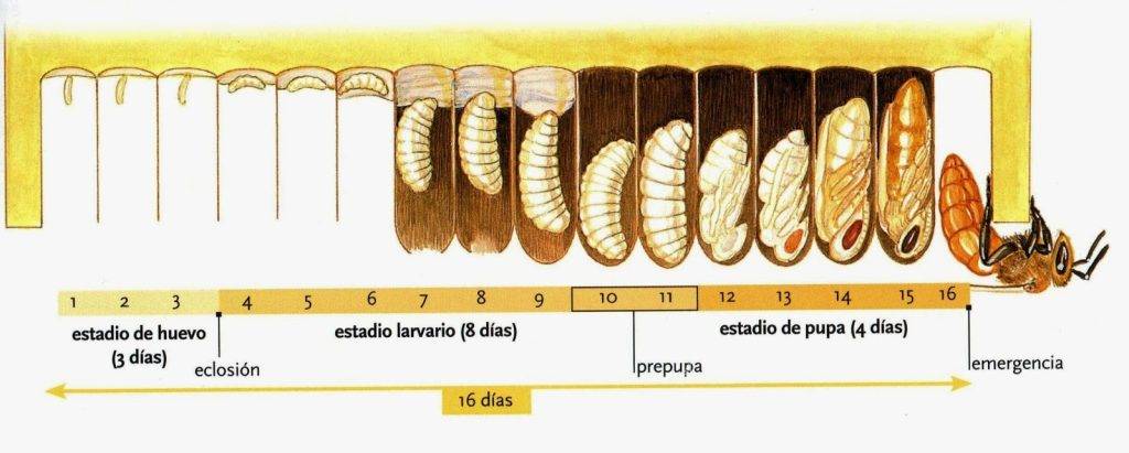 como nacen las abejas reinas - Cómo se convierte una abeja en reina de la colmena