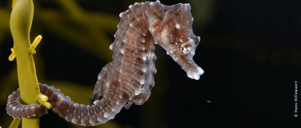 como nacen los caballitos de mar - Cómo se produce la reproducción del caballito de mar