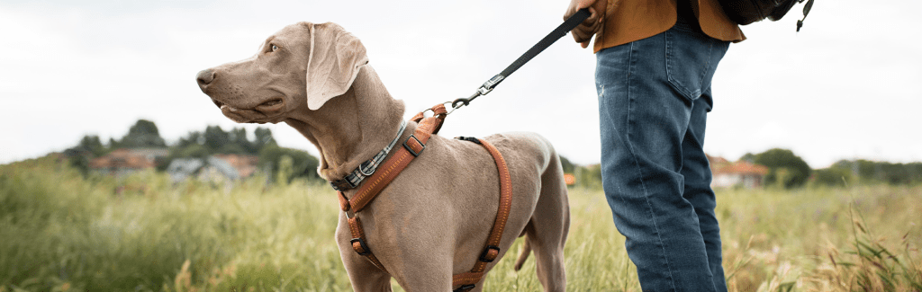 como pasear a un perro - Qué pautas seguir para disfrutar de un paseo con tu perro