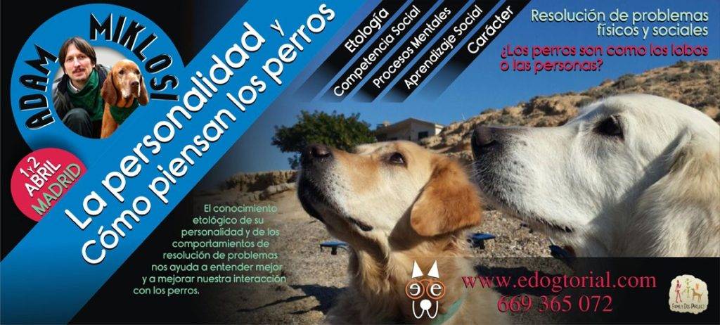 como piensan los perros - Cómo se desarrolla el pensamiento en los perros domésticos