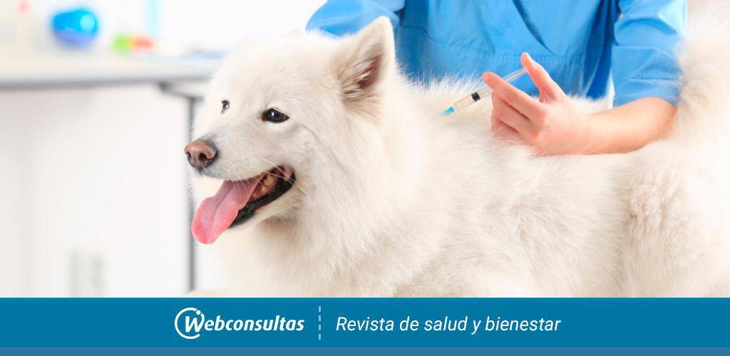 como pinchar a un perro - Cómo aplicar antibióticos a un perro de manera segura