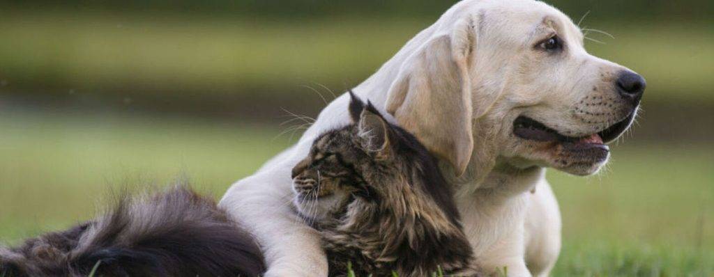 como presentar a un perro y un gato - Cómo presentar perro y gato para que se lleven bien