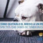 Cómo superar el miedo de los perros a las personas