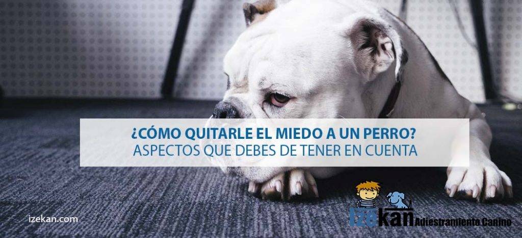 como quitar el miedo a un perro a las personas - Cómo superar el miedo de los perros a las personas