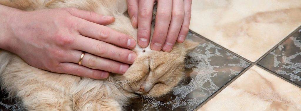 como quitar garrapatas a un gato sin pinzas - Cómo eliminar garrapatas en gatos sin pinzas y con aceite