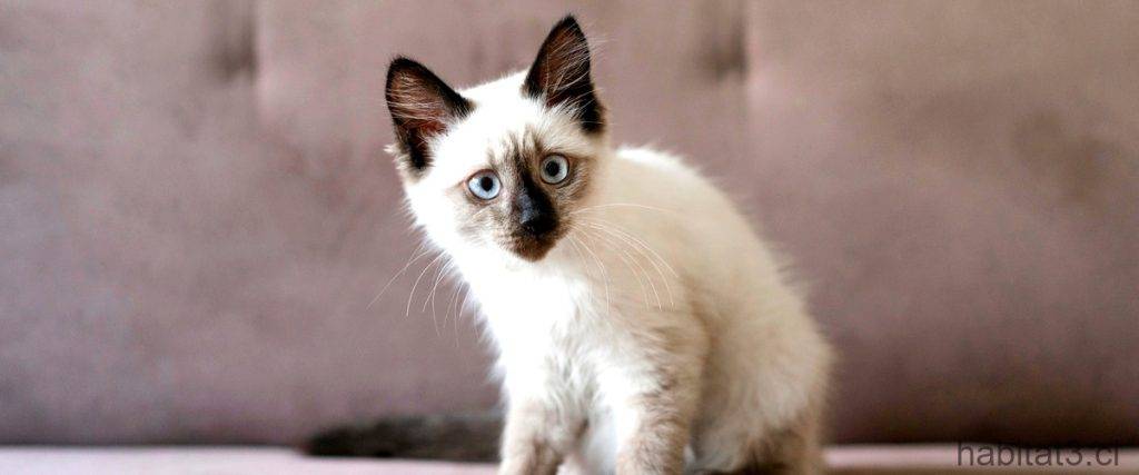 como quitar las rastas a mi gato - Cómo desenredar los nudos en el pelaje de los gatos de pelo largo