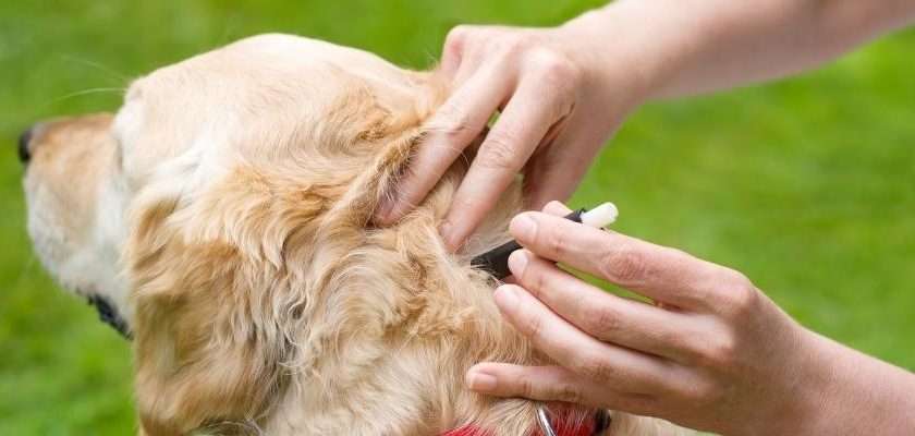 como quitar una garrapata a un perro con alcohol - Cómo retirar una garrapata de un perro sin pinzas