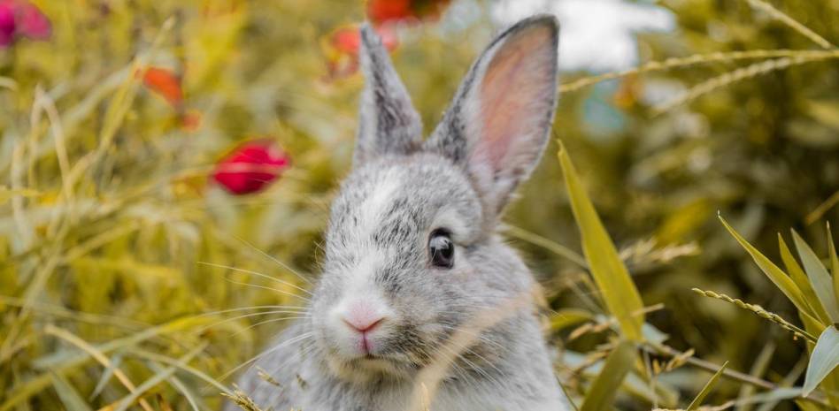 como refrescar a un conejo - Cómo refrescar a tu conejo en casa de forma segura y efectiva