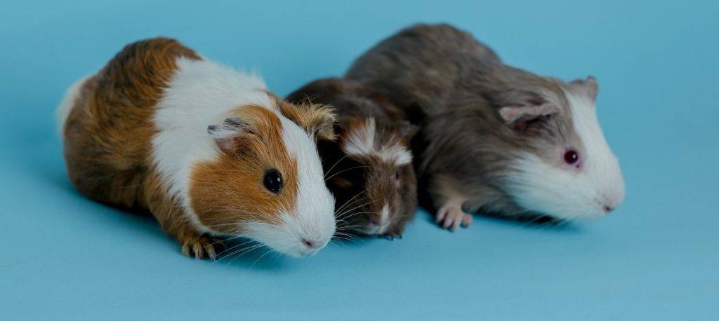 como refrescar a un hamster - Cómo prevenir y tratar el golpe de calor en el hámster