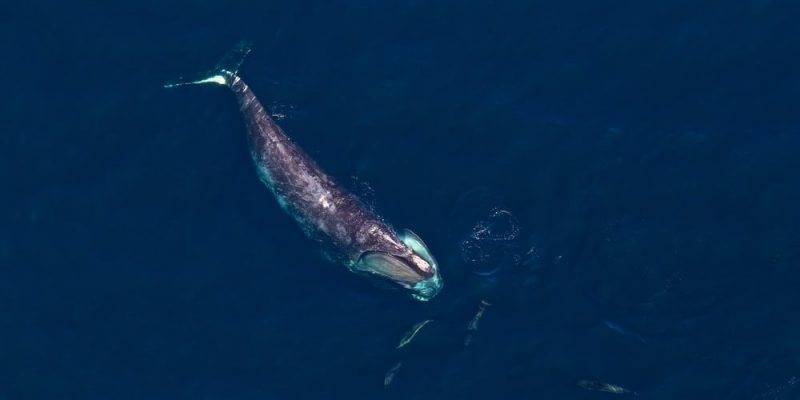 como respira la ballena - Cuál es el sistema de respiración de las ballenas