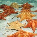 Cómo respiran las estrellas de mar y equinodermos marinos